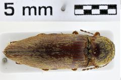 Foto (Dorsalansicht) von Hypodesis sericea (NHMW-ZOO-COL-0010992)